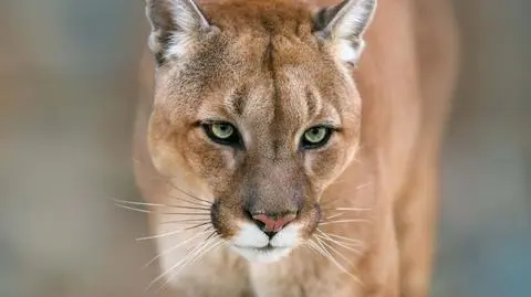 puma shutterstock_532426249