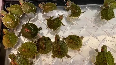 Nielegalny handel młodymi żółwiami w ekskluzywnej dzielnicy Las Vegas