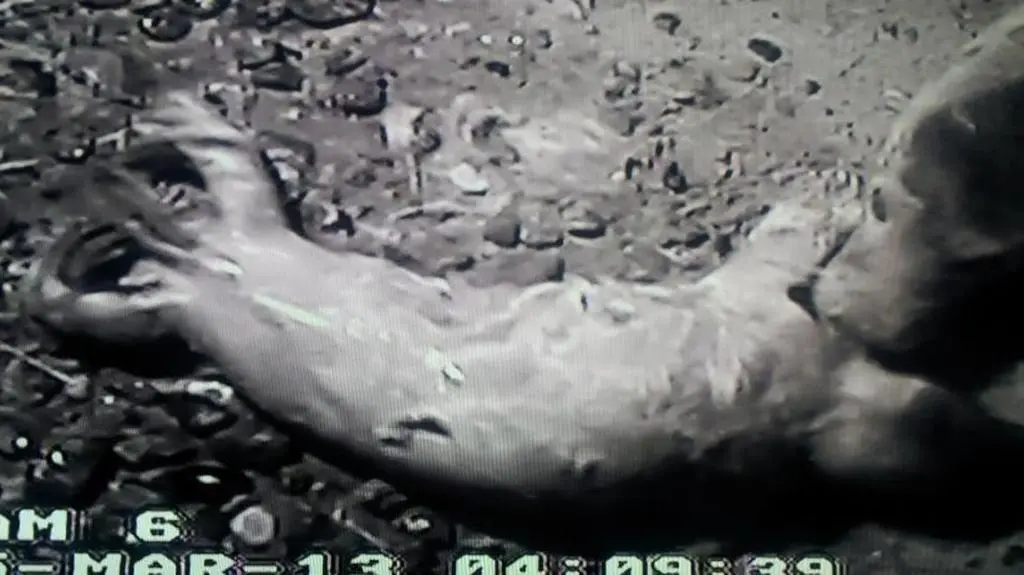 Focza córeczka i jej mama