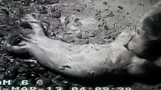 Focza córeczka i jej mama