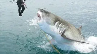 W pobliżu paszczy rekina