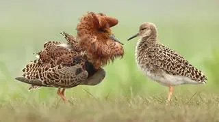 Bataliony w Polsce są pod ścisłą ochroną