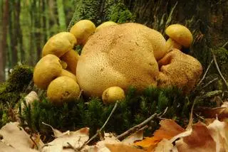 Borowikowiec tęgoskórowy (Xerocomus parasiticus)