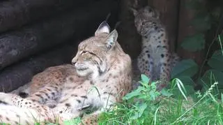 Rysie mają ponad 2 miesiące