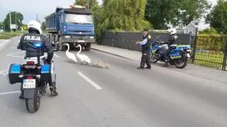 Łabędzia rodzina przechodziła przez ruchliwą ulicę