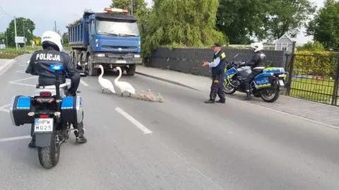 Pomogli łabędziej rodzinie. Stargard