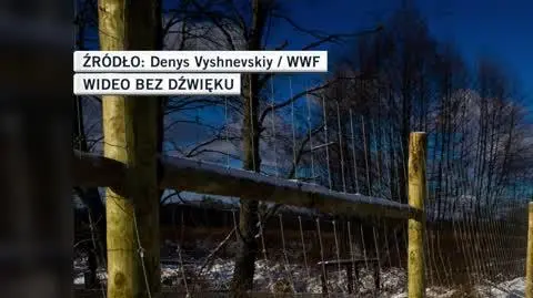 Denys Vyshnevskiy