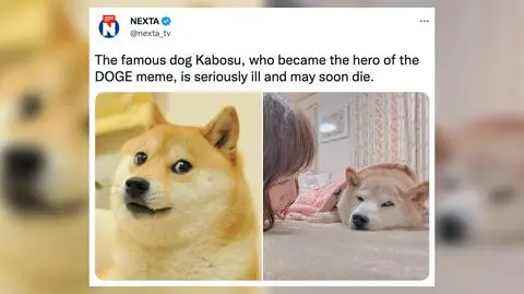 Katosu, pies znany z mema, jest poważnie chory