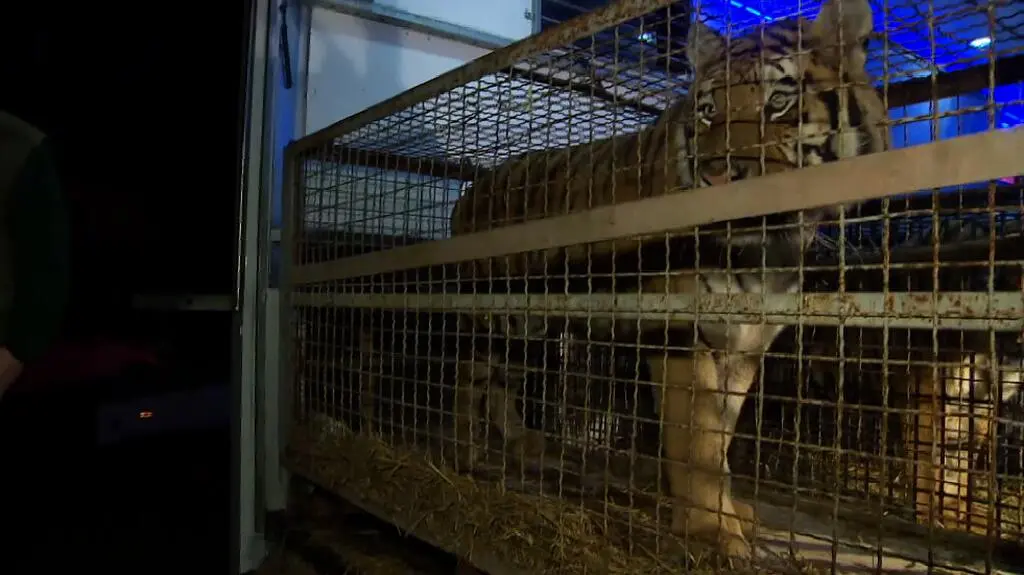Tygrysy z granicy dotarły do zoo w Poznaniu. "Są odwodnione"