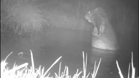 Bóbr kąpał się w rzece