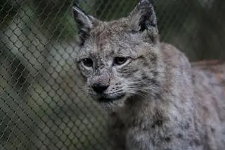 Leki na Rudego szybko zaczęły działać