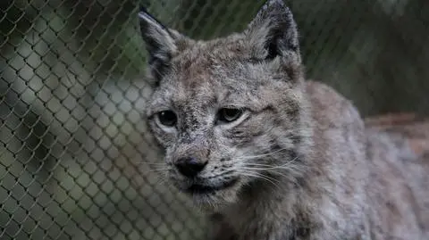Uratowali schorowanego rysia. Po dwóch miesiącach leczenia Rudy wrócił na wolność