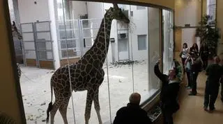 Zwierzęta szybko się zaaklimatyzowały