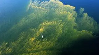 Człowiek jest winny ich powstawania 