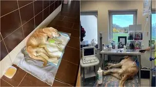 Pies nie był w stanie ustać o własnych siłach