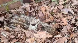 Kolor sierści dzika sprawił, że z daleka był ledwo zauważalny