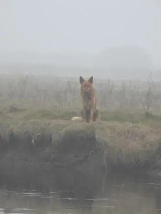 Pies stał na nabrzeżu