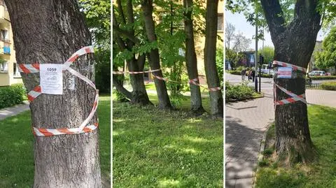 Protest mieszkańców w sprawie wycinki drzew w Krakowie