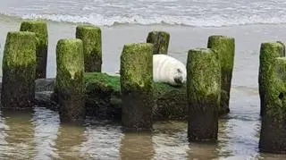 ... Kołobrzeg? Na zdjęciu foka na plaży