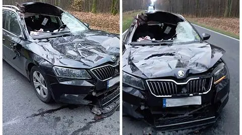 Samochód uderzył w łosia, dwie osoby trafiły do szpitala