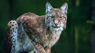 In Poland, lynx can be found in the Białowieża Forest and the Carpathian Mountains