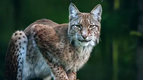 Na terenie Puszczy Białowieskiej można spotkać na przykład rysia.  Zwierzęta te funkcjonują na dużych obszarach i często przechodzą przez granicę (zdjęcie ilustracyjne) 