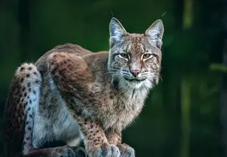 Martwa samica rysia, myśliwy z zarzutem 