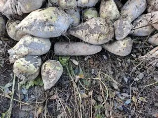 Podczas wykopania buraków wykopali niewybuch 