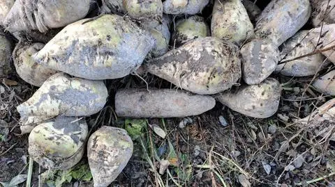Podczas wykopania buraków wykopali niewybuch 