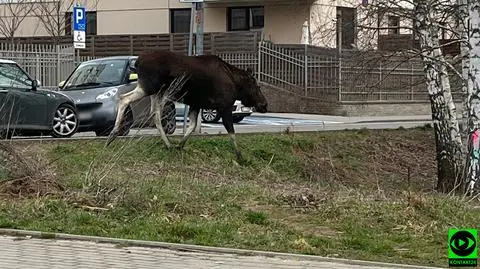 Łoś na warszawskim Tarchominie 