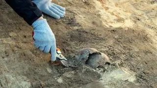 Odnaleziono szczątki jednej osoby w Ostrówkach na Wołyniu 