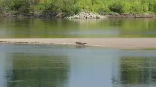 Zdjęcia udało się zrobić przyrodnikom 