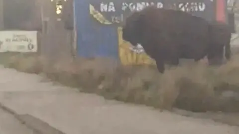 Uważny na drodze, jak... żubr