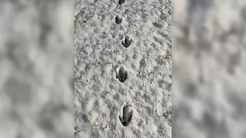 Od tygodnia szukają nandu. Jego schwytanie "graniczy z cudem"