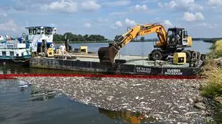 Akcja usuwania martwych ryb z Odry w miejscowości Krajnik Dolny