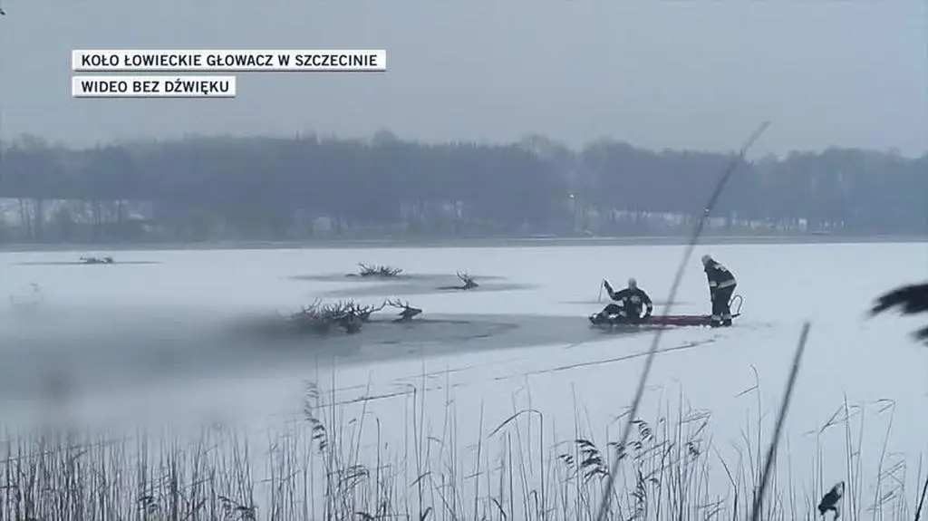 Pod jeleniami zarwał się lód