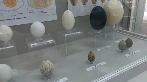 Jaki kolor ma jajko? Odpowiedź wcale nie jest oczywista