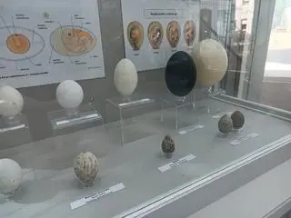 Aktualnie czytasz: Ptasie pisanki. Jakiego koloru jest jajko? Dlaczego jajo to symbol Wielkanocy?
