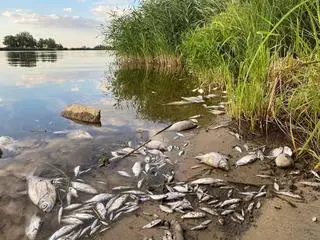 Obszar Natura 2000. Martwe ryby kilka kilometrów od Parku Krajobrazowego Dolina Dolnej Odry