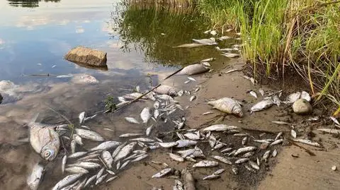 ODRA - ZDJĘCIA OD PANI POSŁANKI Z LEWICY, Obszar Natura 2000. Kilka kilometrów od Parku Krajobrazowego  Dolina Dolnej Odry