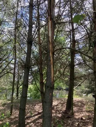 Piorun prześliznął się po sosnach wokół altanki