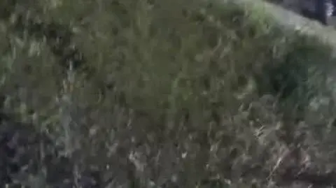 Trzymetrowy aligator błąkał się po ulicach miasta