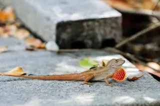 Jaszczurka z gatunku Anolis cristatellus