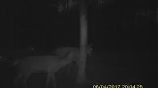 Nocne wędrówki jeleni