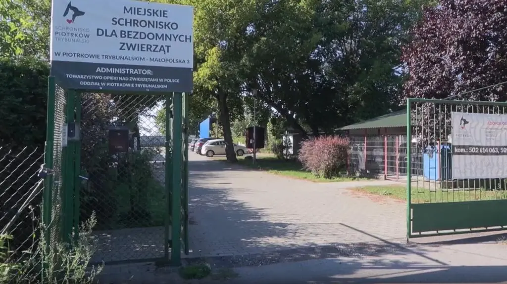 Pies trafił na obserwację do schroniska