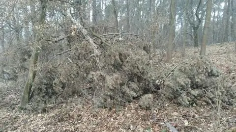 Mężczyzna zgubił sie w lesie