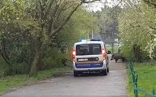 Toruń decyduje się na odstrzał redukcyjny dzików
