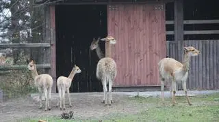 Rodzinka przed zagrodą