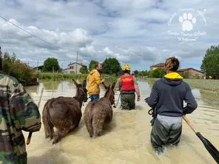 Wolontariusze pomogli zwierzętom