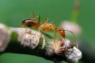Mrówka Anoplolepis gracilipes